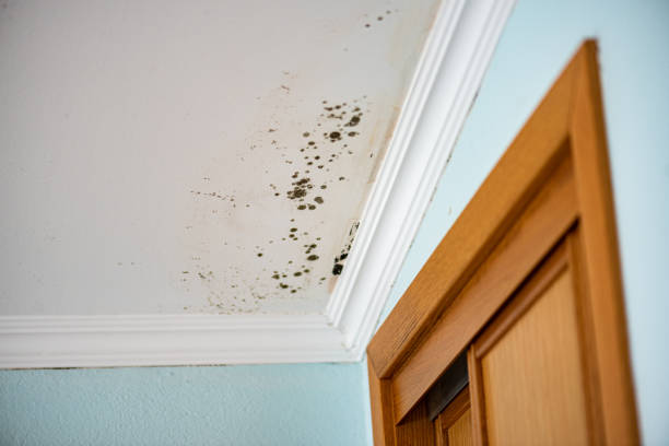 Best Residential Mold Remediation in White River Junction, VT