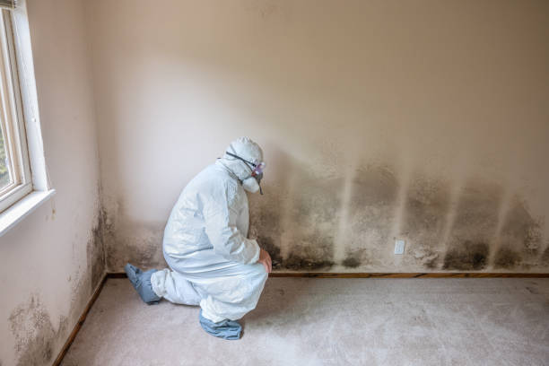 Best White Mold Remediation in White River Junction, VT